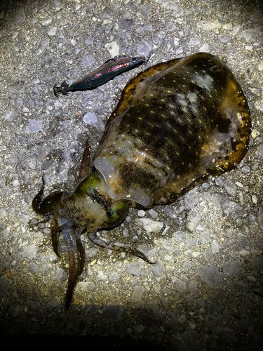 アオリイカの釣果
