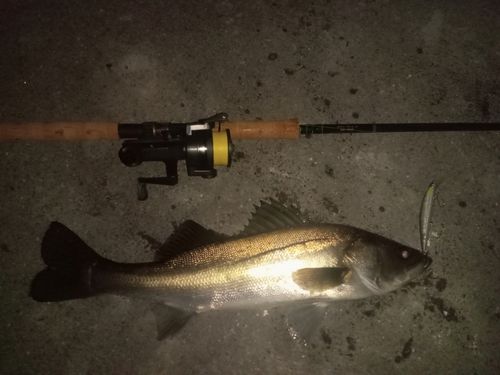 フッコ（マルスズキ）の釣果