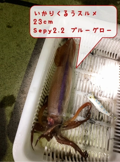 イカの釣果