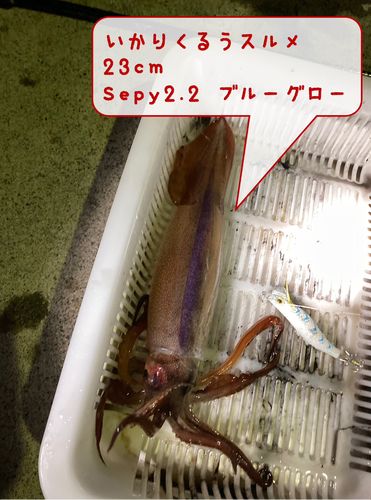 イカの釣果