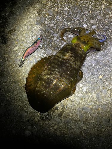 アオリイカの釣果