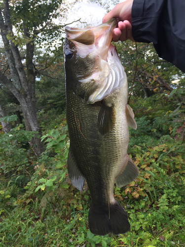 ラージマウスバスの釣果