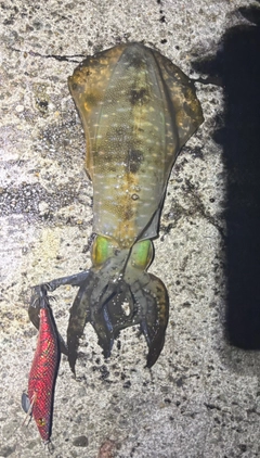 アオリイカの釣果