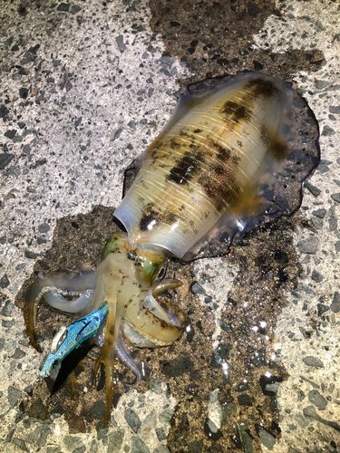 アオリイカの釣果