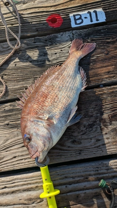 マダイの釣果