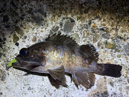 メバルの釣果