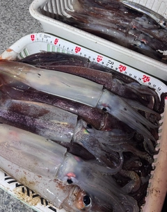 スルメイカの釣果