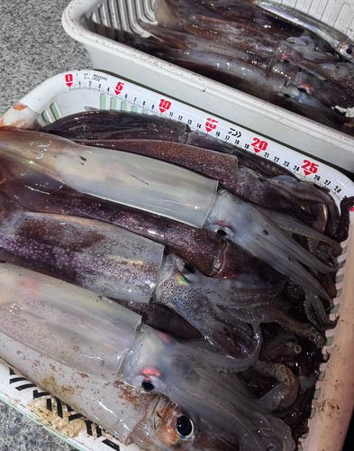 スルメイカの釣果