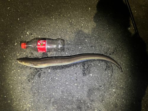 マアナゴの釣果