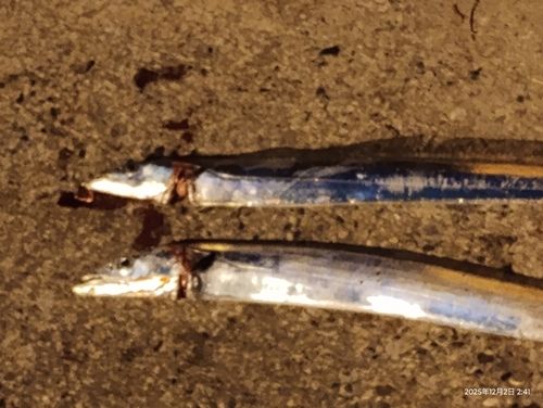 タチウオの釣果