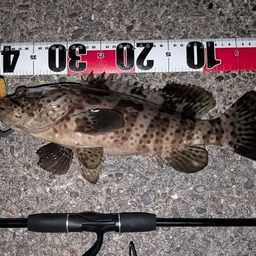 チャイロマルハタ