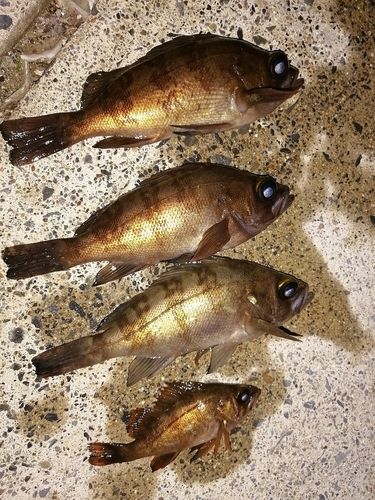 メバルの釣果