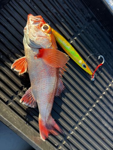 アカムツの釣果