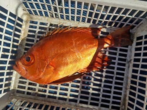 チカメキントキの釣果
