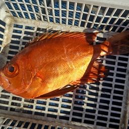 チカメキントキ