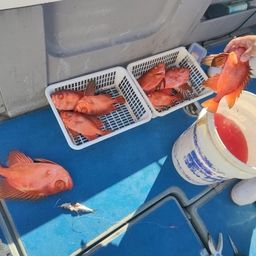 チカメキントキ