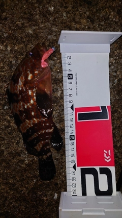 キジハタの釣果