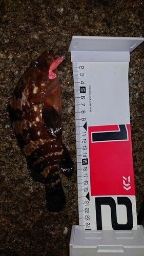 常滑りんくう釣り護岸