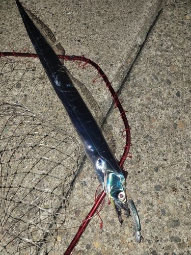 タチウオの釣果