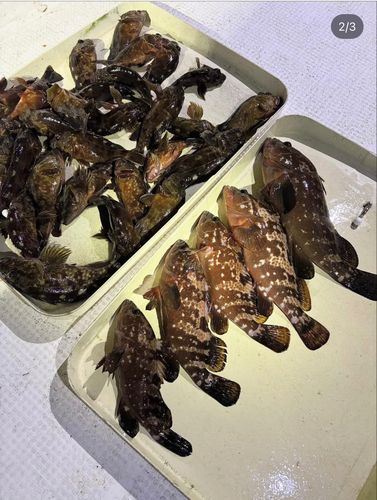 キジハタの釣果