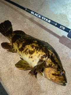 タケノコメバルの釣果