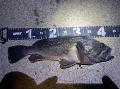 クロソイの釣果