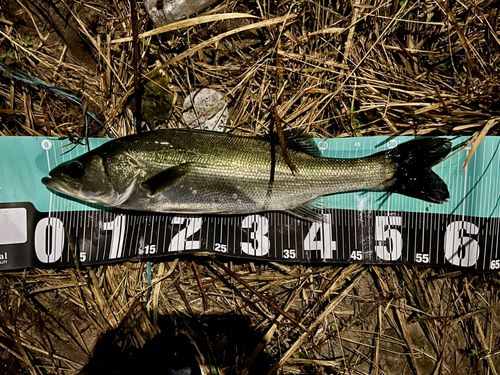 フッコ（マルスズキ）の釣果