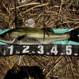 フッコ（マルスズキ）