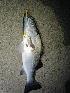 ヒラスズキの釣果