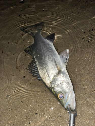 セイゴ（ヒラスズキ）の釣果