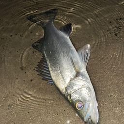 セイゴ（ヒラスズキ）