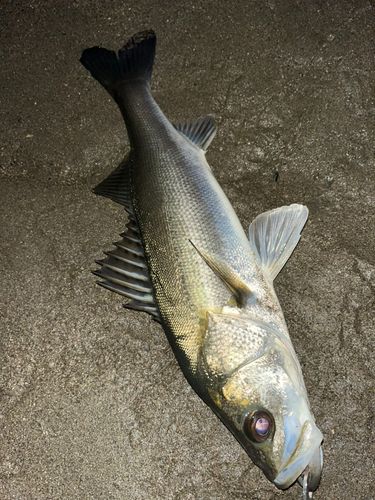 セイゴ（マルスズキ）の釣果