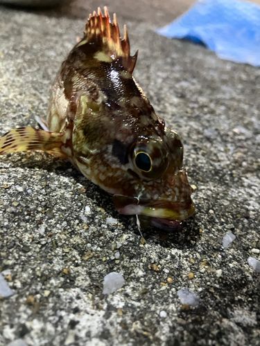 カサゴの釣果