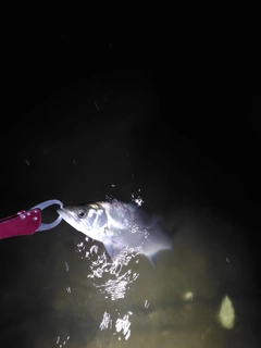 セイゴ（ヒラスズキ）の釣果