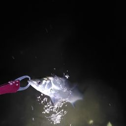 セイゴ（ヒラスズキ）