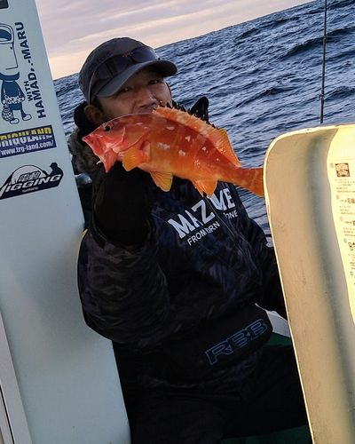 アカハタの釣果