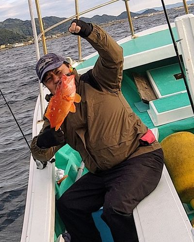 アカハタの釣果