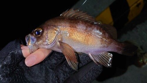 メバルの釣果
