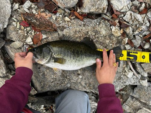 ラージマウスバスの釣果