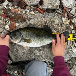 ラージマウスバス