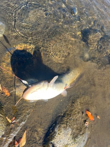 ナマズの釣果