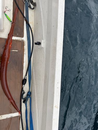 アカヤガラの釣果