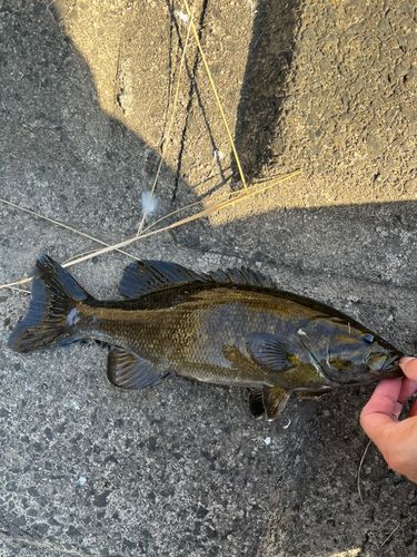 スモールマウスバスの釣果