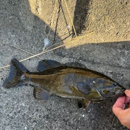 スモールマウスバス