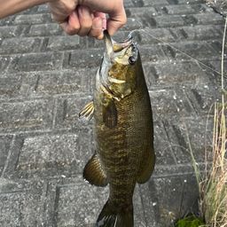 スモールマウスバス