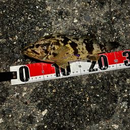 タケノコメバル