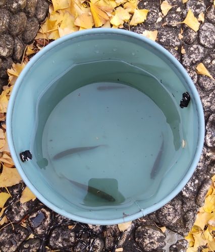 オイカワの釣果