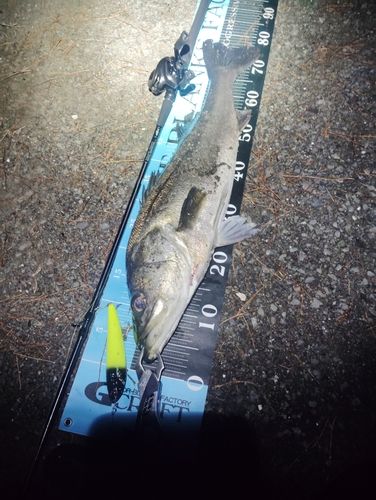 シーバスの釣果