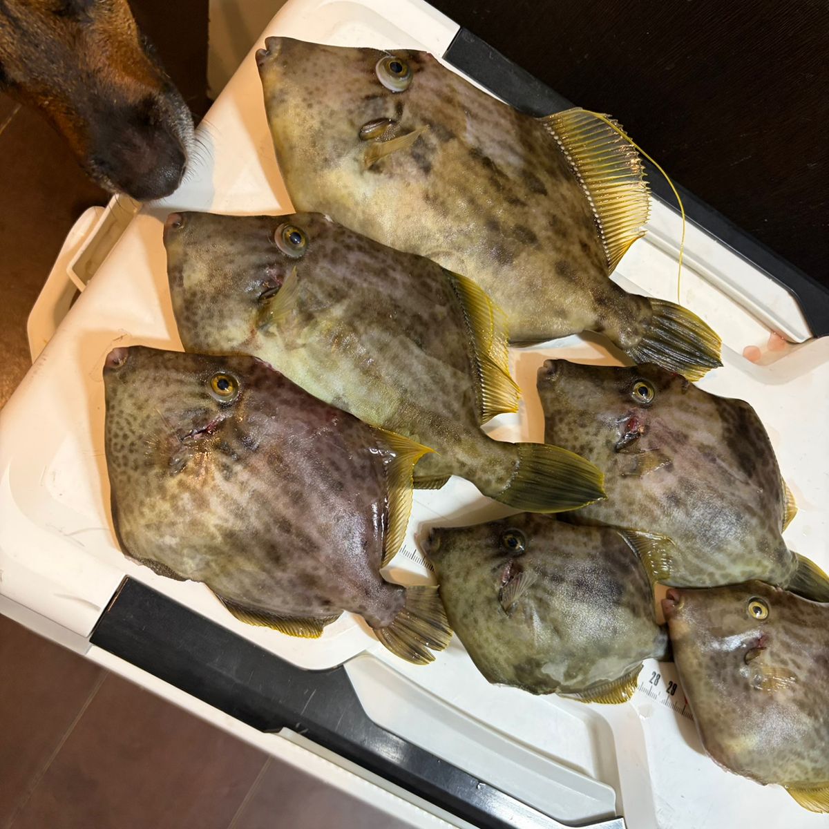 Tarzan1018さんの釣果 2枚目の画像