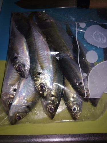 アジの釣果